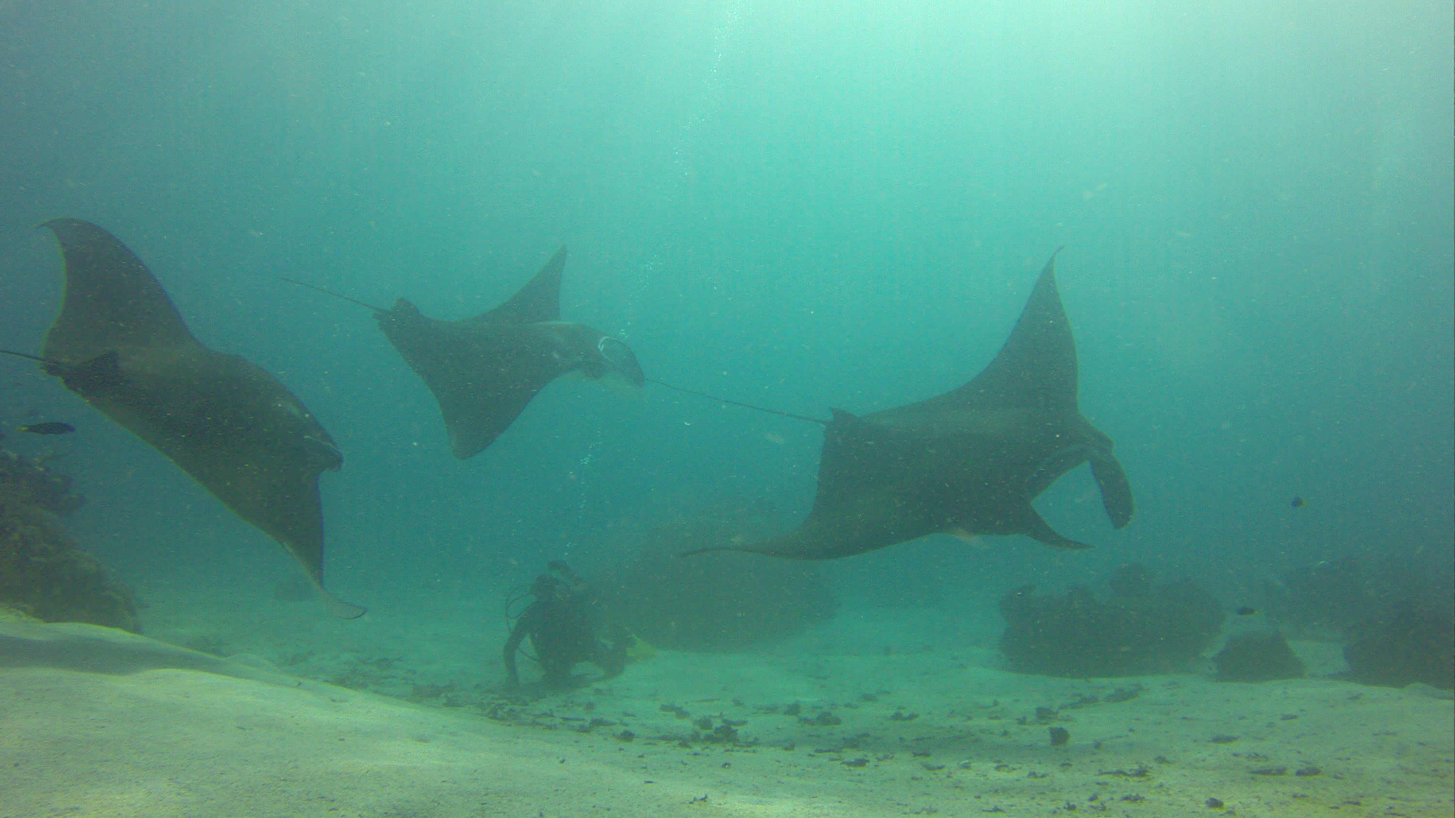 Diving in Raja Ampat Indonesia